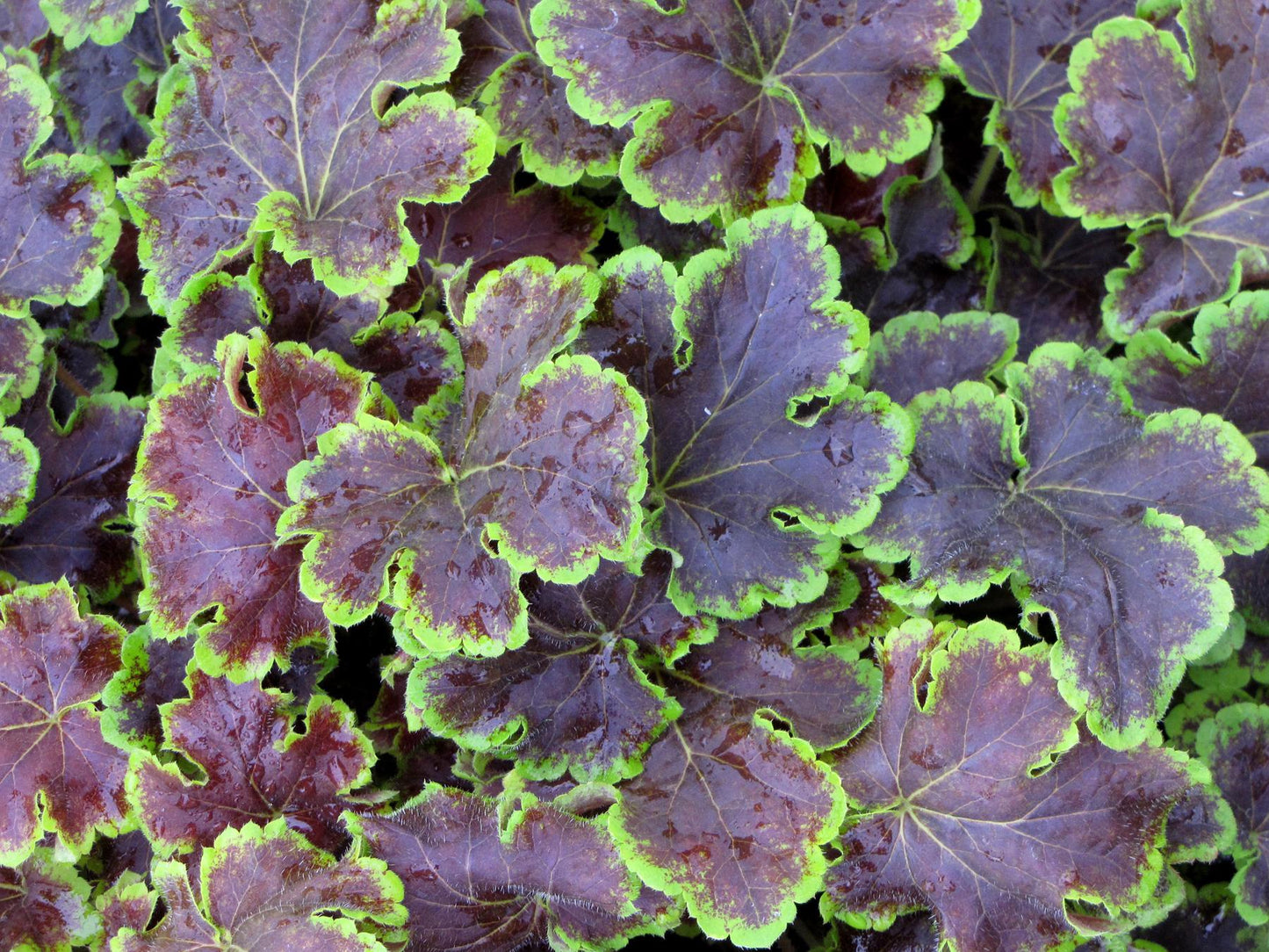 G6598 Heucherella X Solar Eclipse 11 Df89cbb4 E101 485e 8023 Af87a7a220dc from www redcrocus com