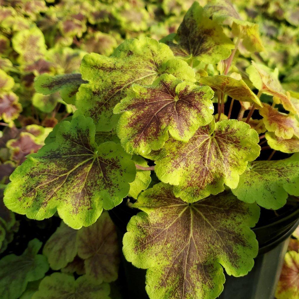 G6598 Heucherella X Solar Eclipse 12 3f4bdd62 7da9 44f0 A923 28c7ff42d6e2 from www redcrocus com