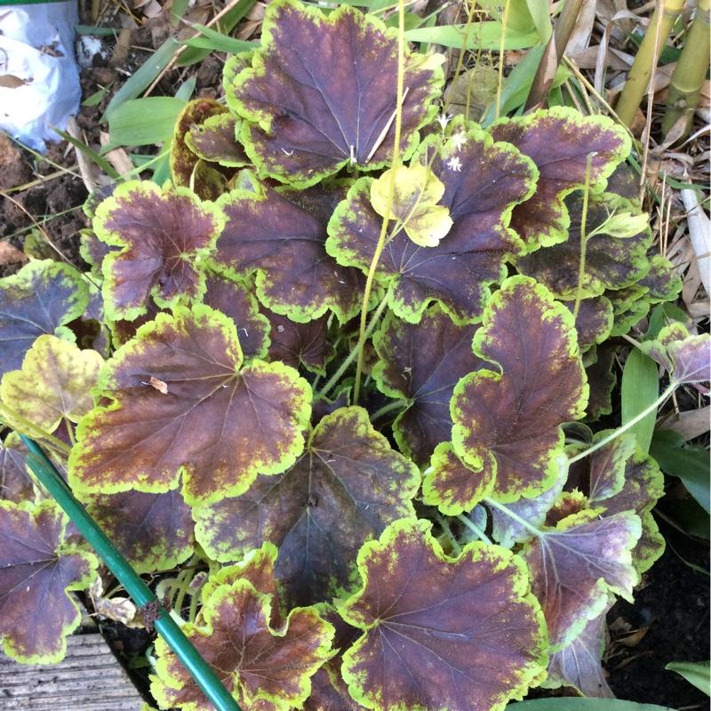 G6598 Heucherella X Solar Eclipse 14 Ffa45617 4829 43dd 8e5f 89f94ed85f76 from www redcrocus com