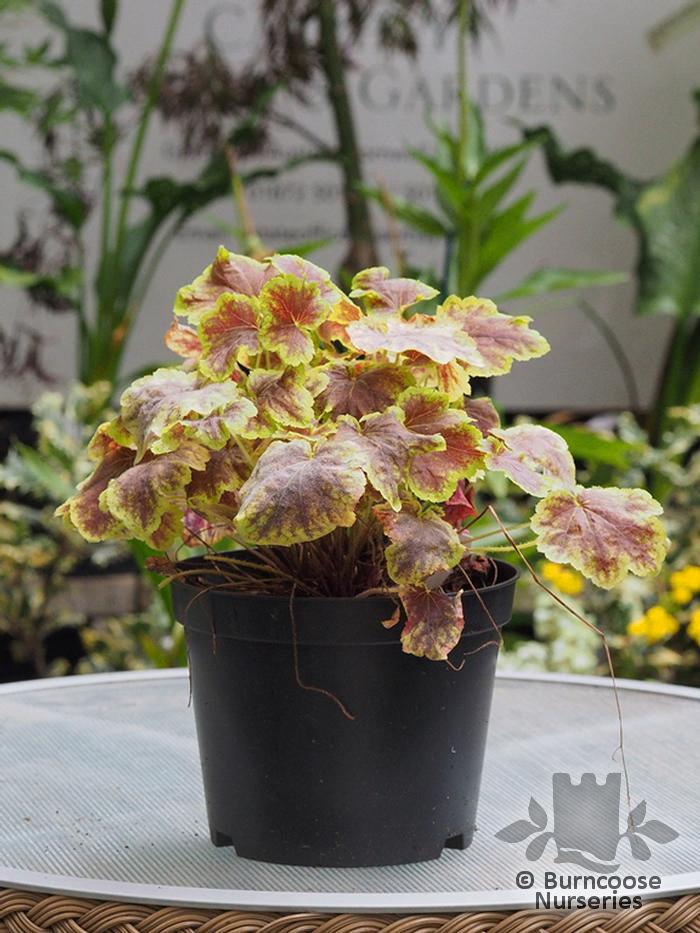 G6598 Heucherella X Solar Eclipse 15 F86dcdbd 182e 47aa B7a9 2205773684d5 from www redcrocus com