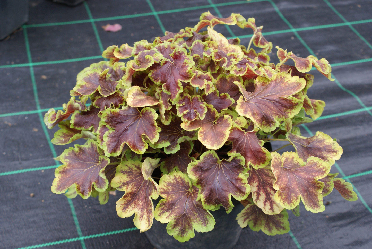 G6598 Heucherella X Solar Eclipse 16 Dde03a72 6bf0 46da A332 09131072e716 from www redcrocus com