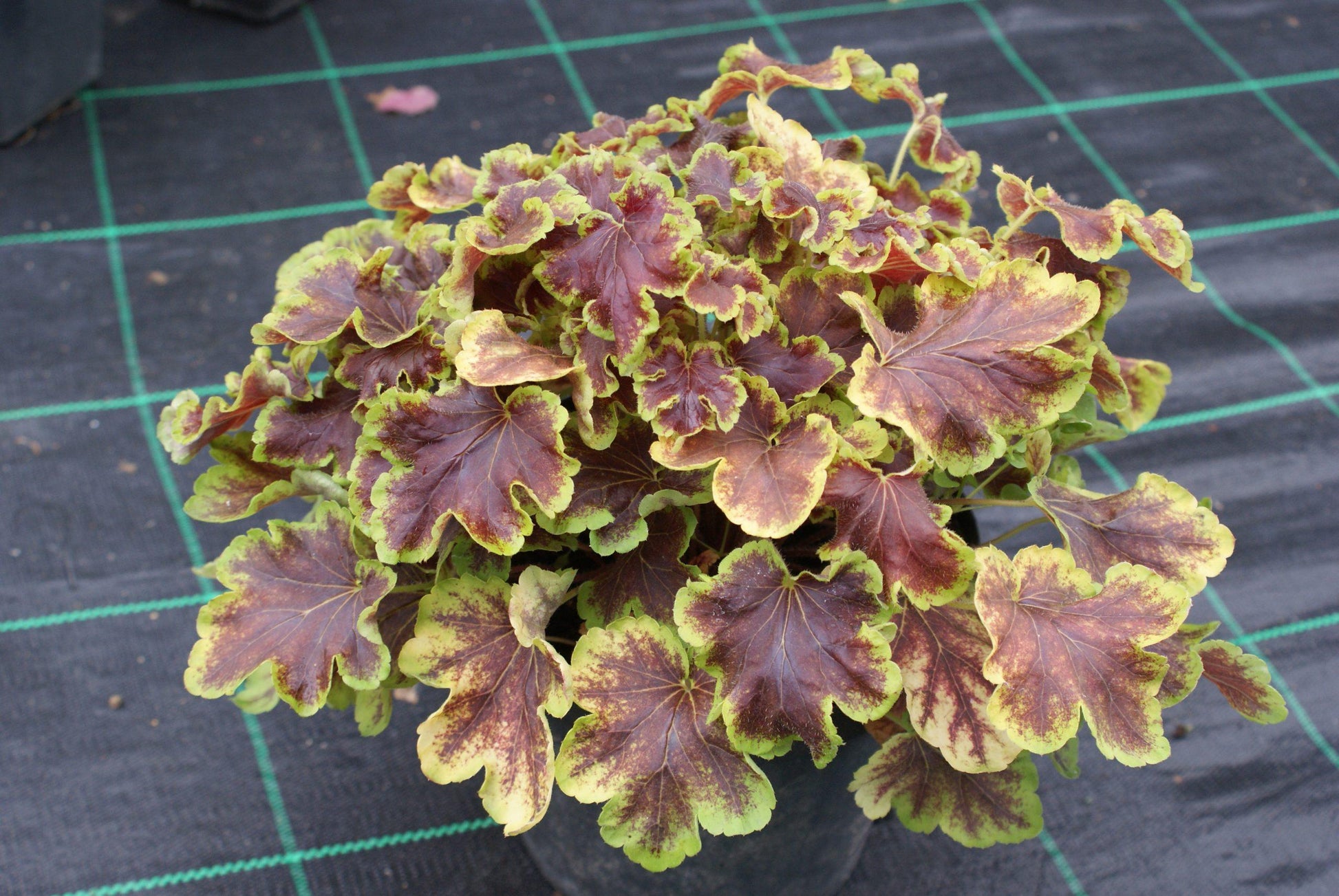 G6598 Heucherella X Solar Eclipse 16 Dde03a72 6bf0 46da A332 09131072e716 from www redcrocus com