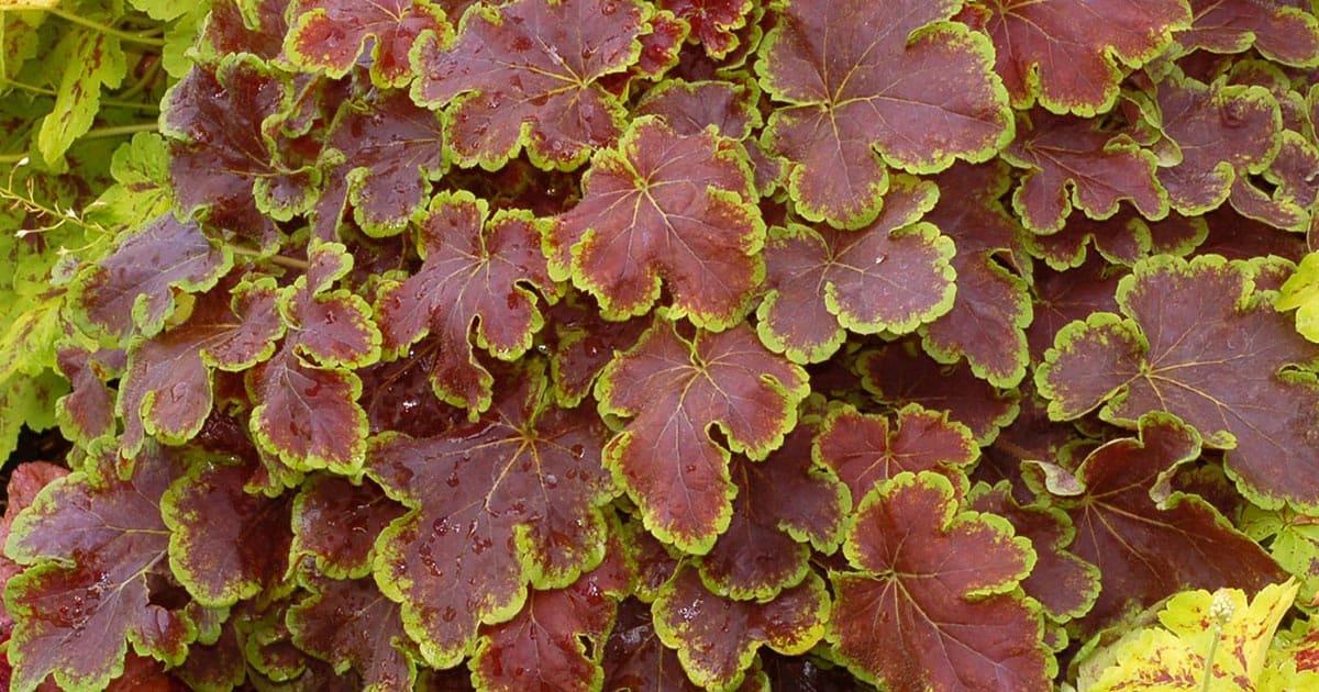 G6598 Heucherella X Solar Eclipse 17 55d7ea3b 0fd5 4195 B56c Ac67d381d70f from www redcrocus com