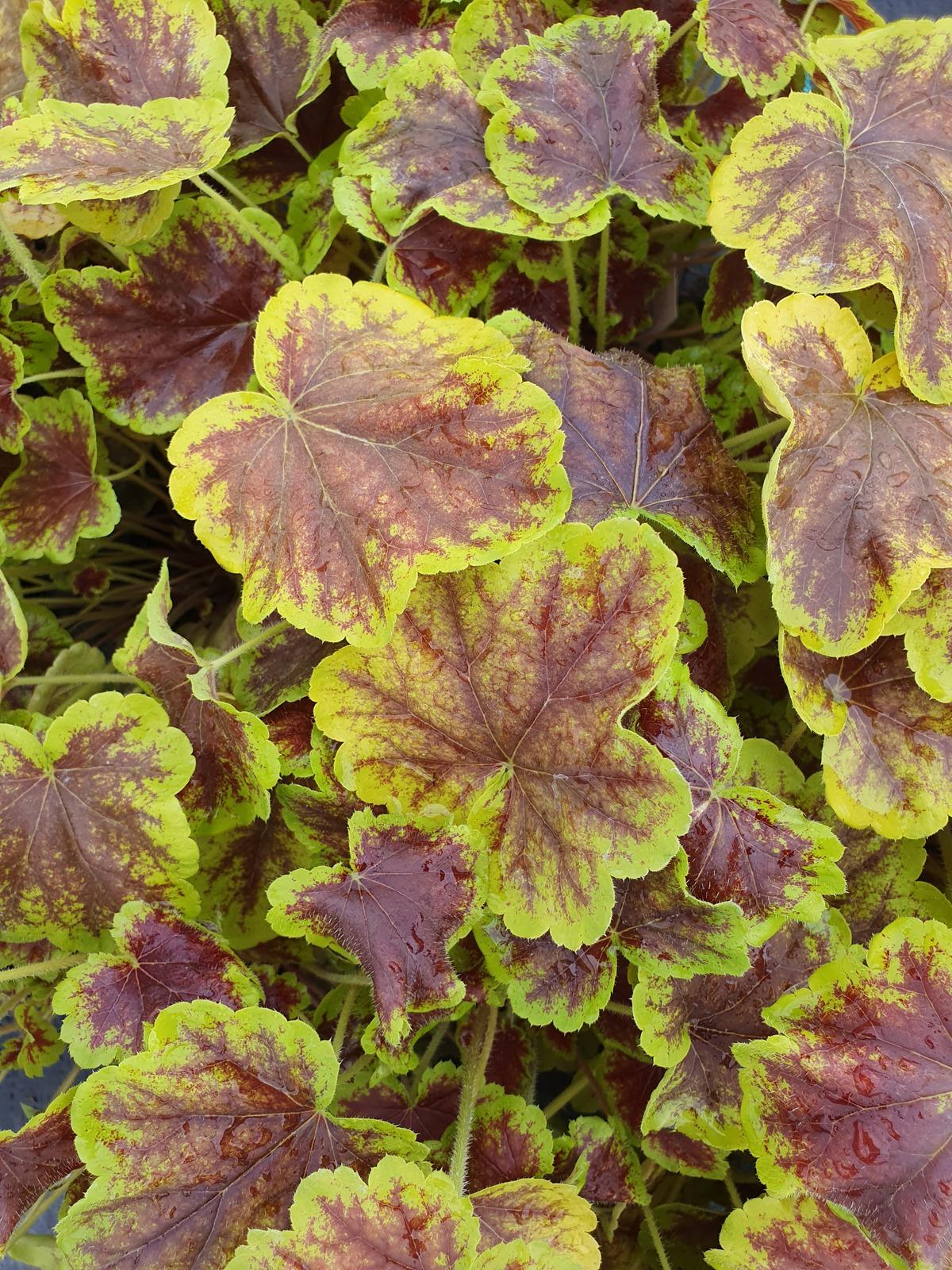 G6598 Heucherella X Solar Eclipse 18 174ae55d 1354 4688 A0d7 502b3f46c0ad from www redcrocus com