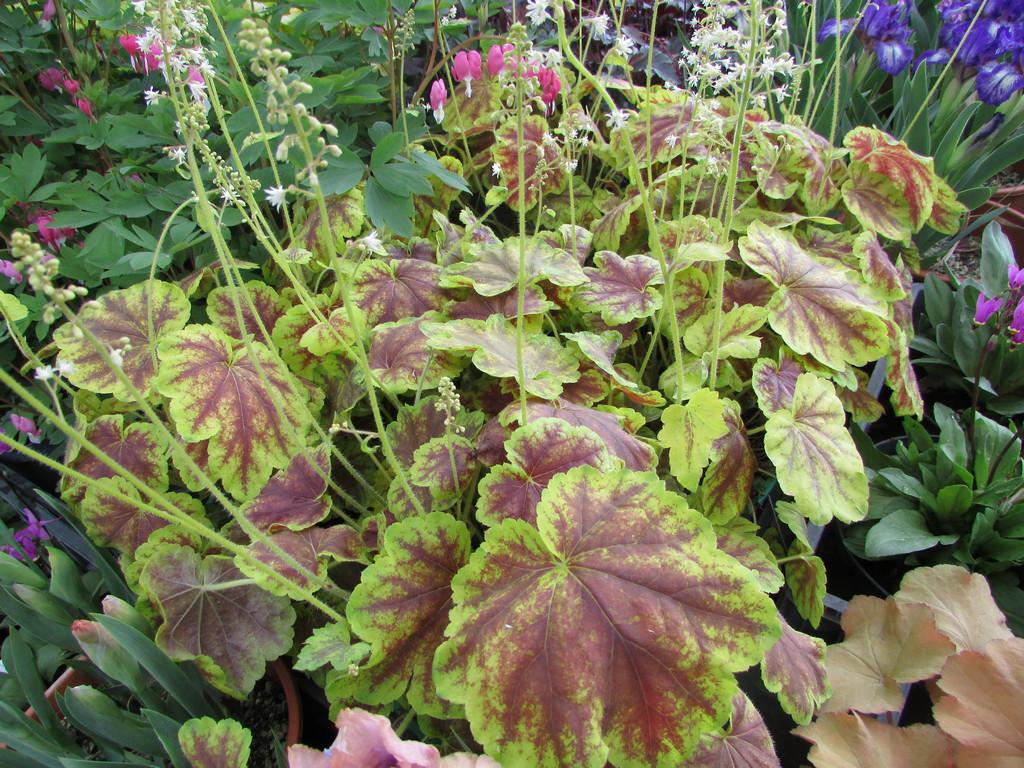 G6598 Heucherella X Solar Eclipse 19 44f69240 5bca 4782 Ab63 7f0140f31e89 from www redcrocus com