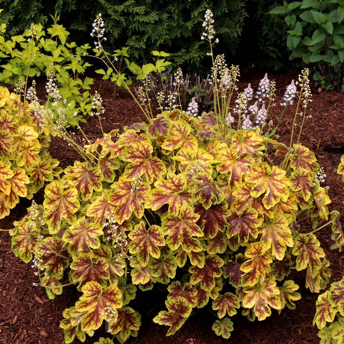G6598 Heucherella X Solar Eclipse 1 82b192b0 1f79 44ef 978c 337b13f91a11 from www redcrocus com