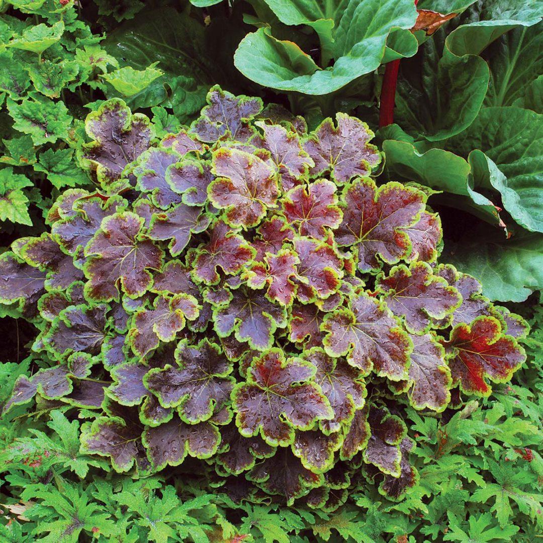 G6598 Heucherella X Solar Eclipse 2 448427a8 8c08 41a4 A6b2 07aacb0fabcf from www redcrocus com