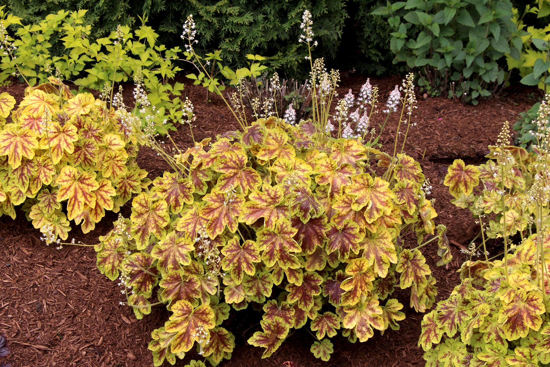 G6598 Heucherella X Solar Eclipse 3 6c5c0fdd Fb8f 4fe2 9bd7 9aa53144909c from www redcrocus com