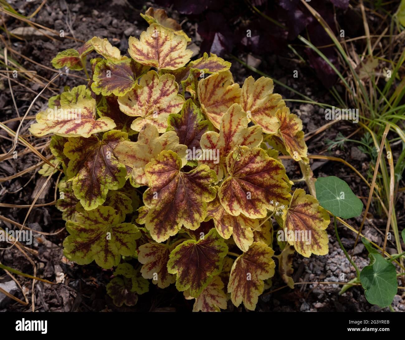 G6598 Heucherella X Solar Eclipse 4 8cb6842a 775d 4f63 B70f Eb67a22b4f8d from www redcrocus com