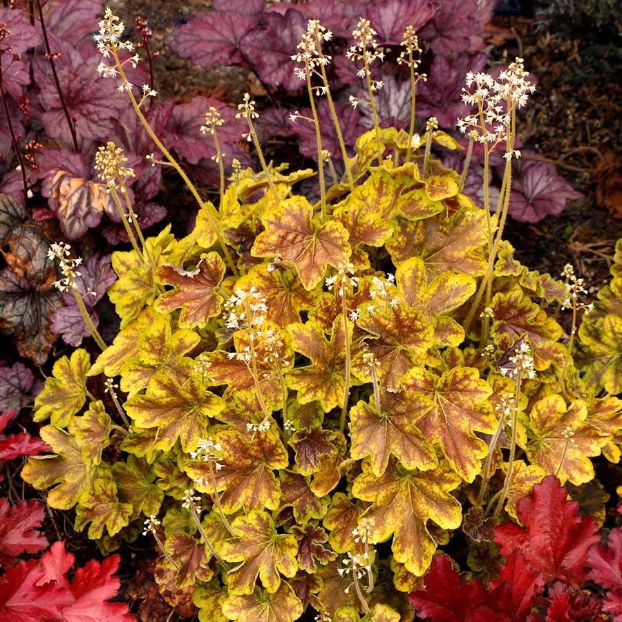 G6598 Heucherella X Solar Eclipse 5 57ab2dd4 E2f7 4b5e Acf3 Af475d66546c from www redcrocus com