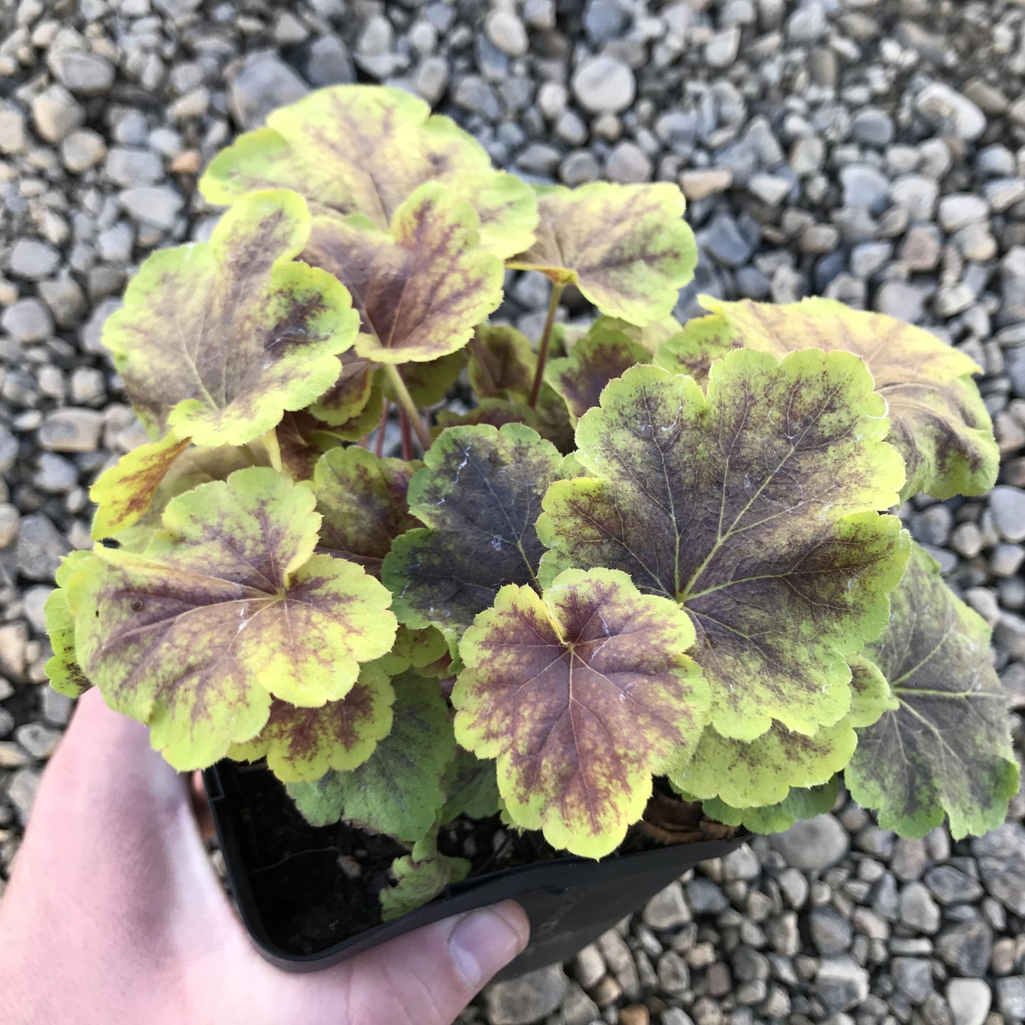 G6598 Heucherella X Solar Eclipse 6 A3f75788 965c 4223 A434 15ca021a6838 from www redcrocus com