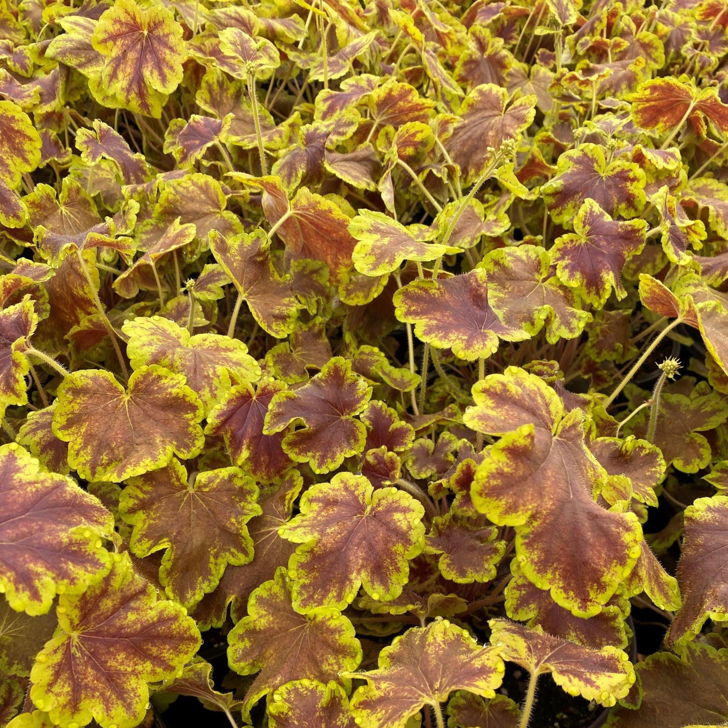 G6598 Heucherella X Solar Eclipse 7 92569f76 2bee 478c B686 19d3102f6bb6 from www redcrocus com