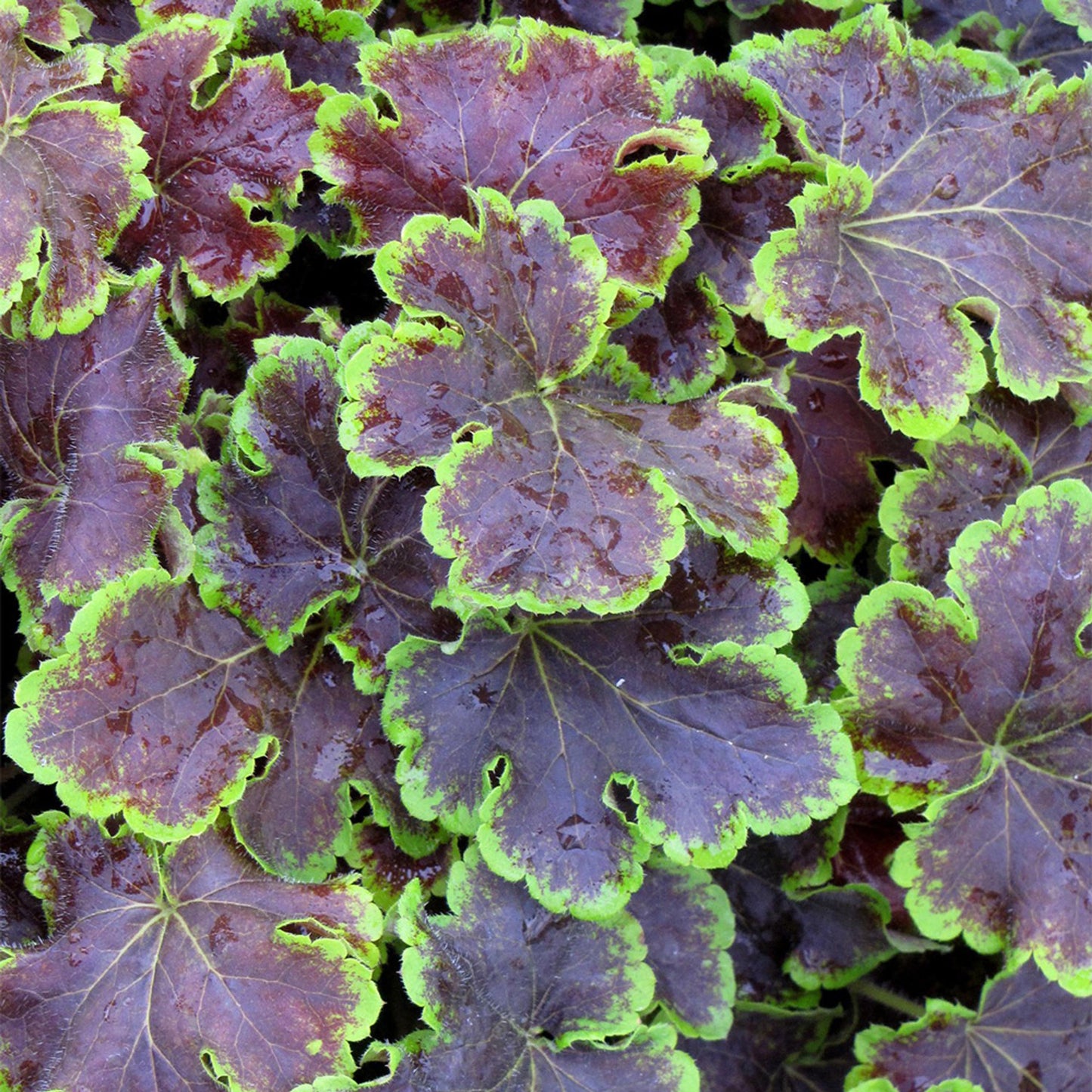 G6598 Heucherella X Solar Eclipse 8 A40ce5a4 87cf 4567 8a36 F4b6464fd490 from www redcrocus com