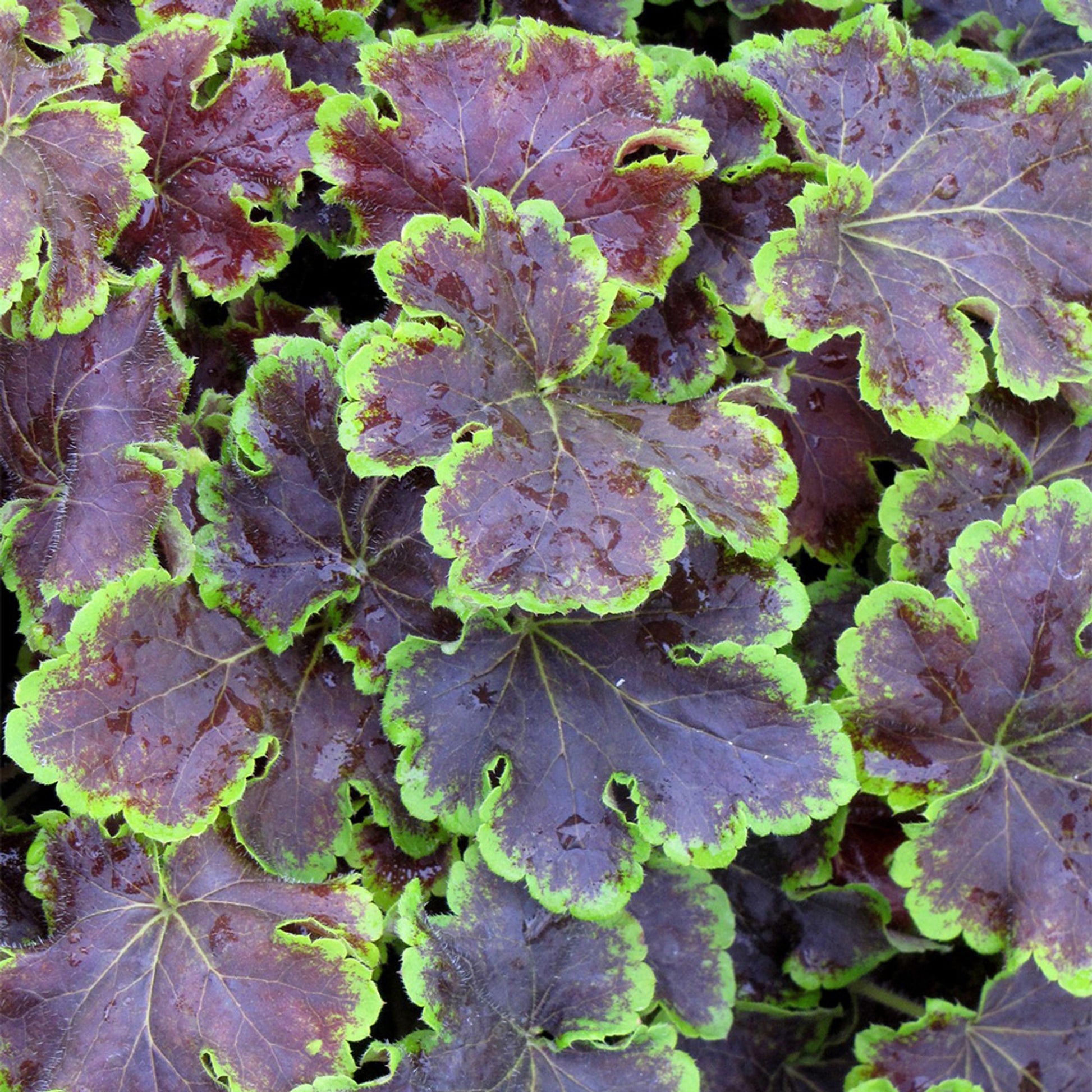 G6598 Heucherella X Solar Eclipse 8 A40ce5a4 87cf 4567 8a36 F4b6464fd490 from www redcrocus com