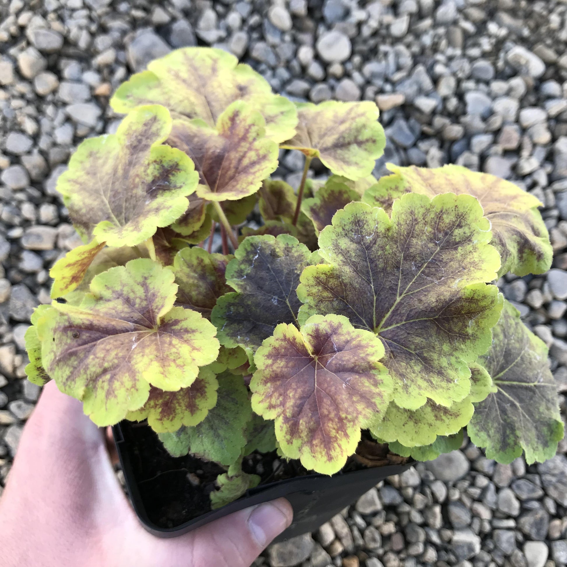 G6598 Heucherella X Solar Eclipse 9 6ad1000b Cbec 4dc8 9224 2e22640be85f from www redcrocus com