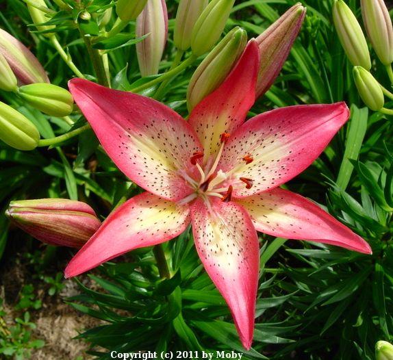 G6601 Lilium Asiaticum Trogon - View 10 from www redcrocus com