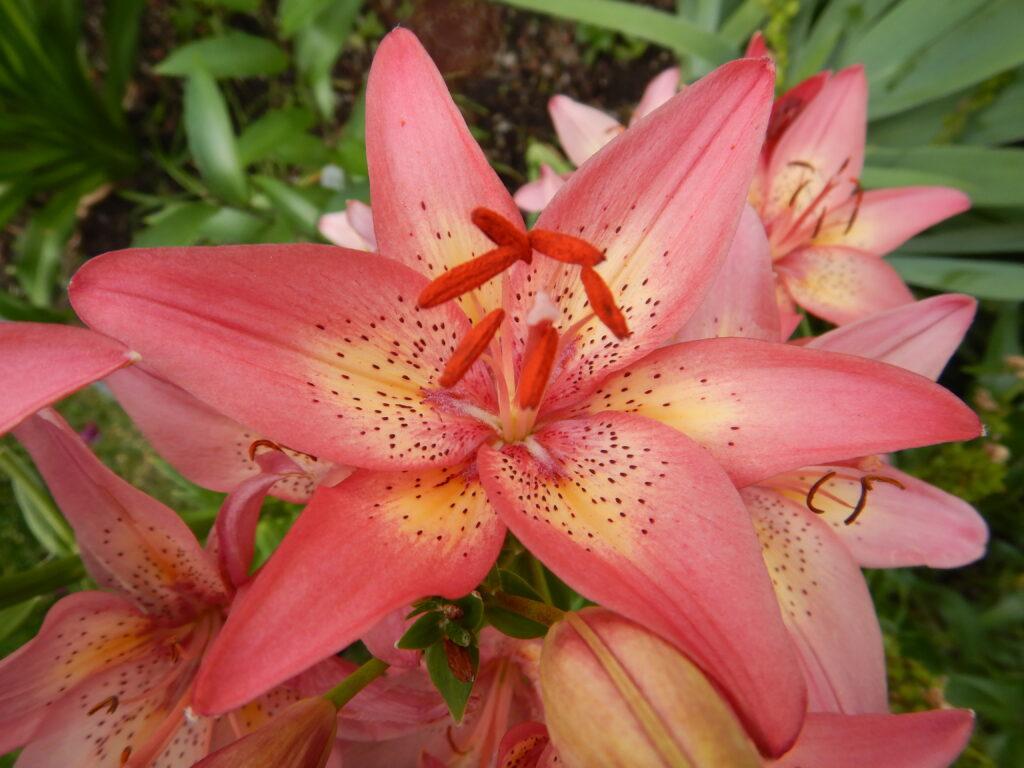 G6601 Lilium Asiaticum Trogon - View 11 from www redcrocus com