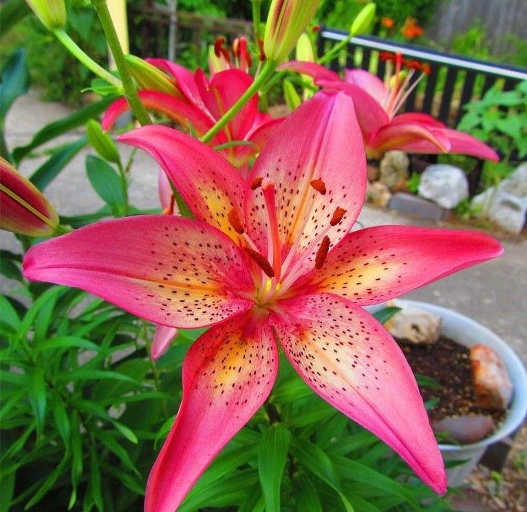 G6601 Lilium Asiaticum Trogon - View 12 from www redcrocus com