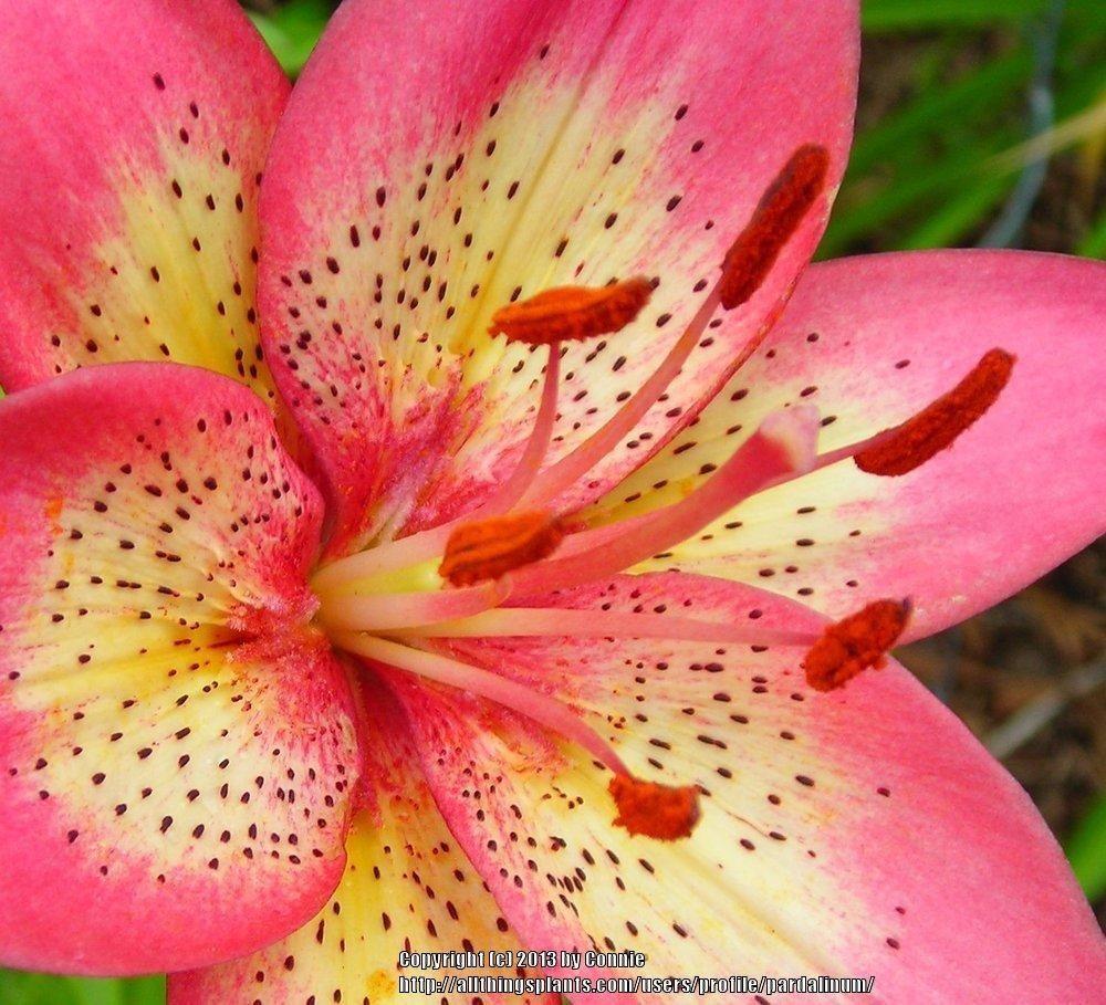 G6601 Lilium Asiaticum Trogon 13 44bfa921 91b8 42d9 9add D14169c20961 from www redcrocus com