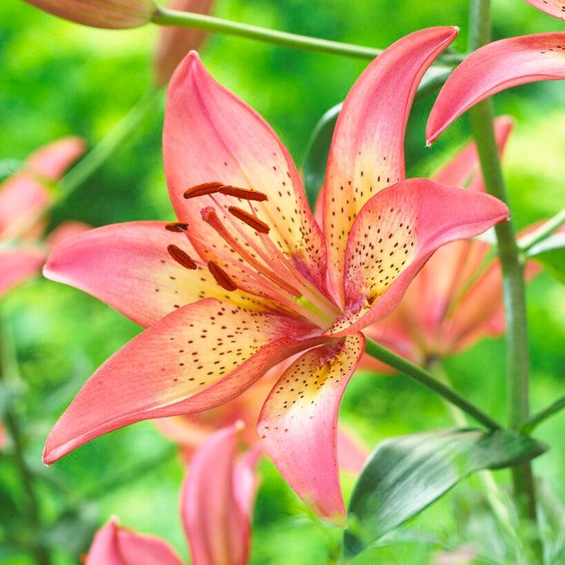G6601 Lilium Asiaticum Trogon 1 18be8130 8018 4847 A35d 302d81f5b9c1 from www redcrocus com