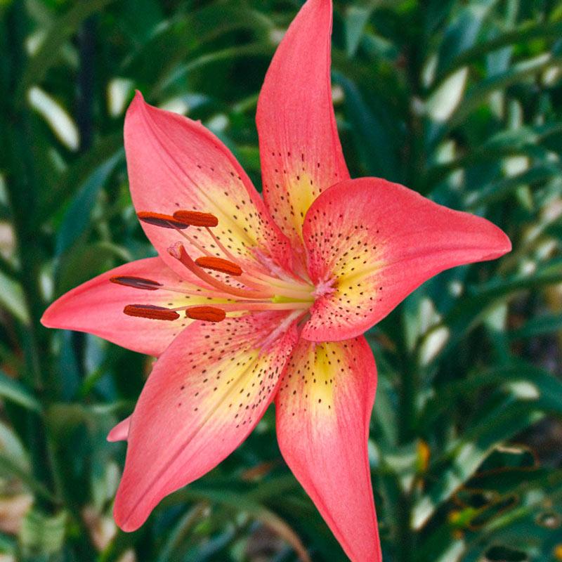 G6601 Lilium Asiaticum Trogon - View 2 from www redcrocus com
