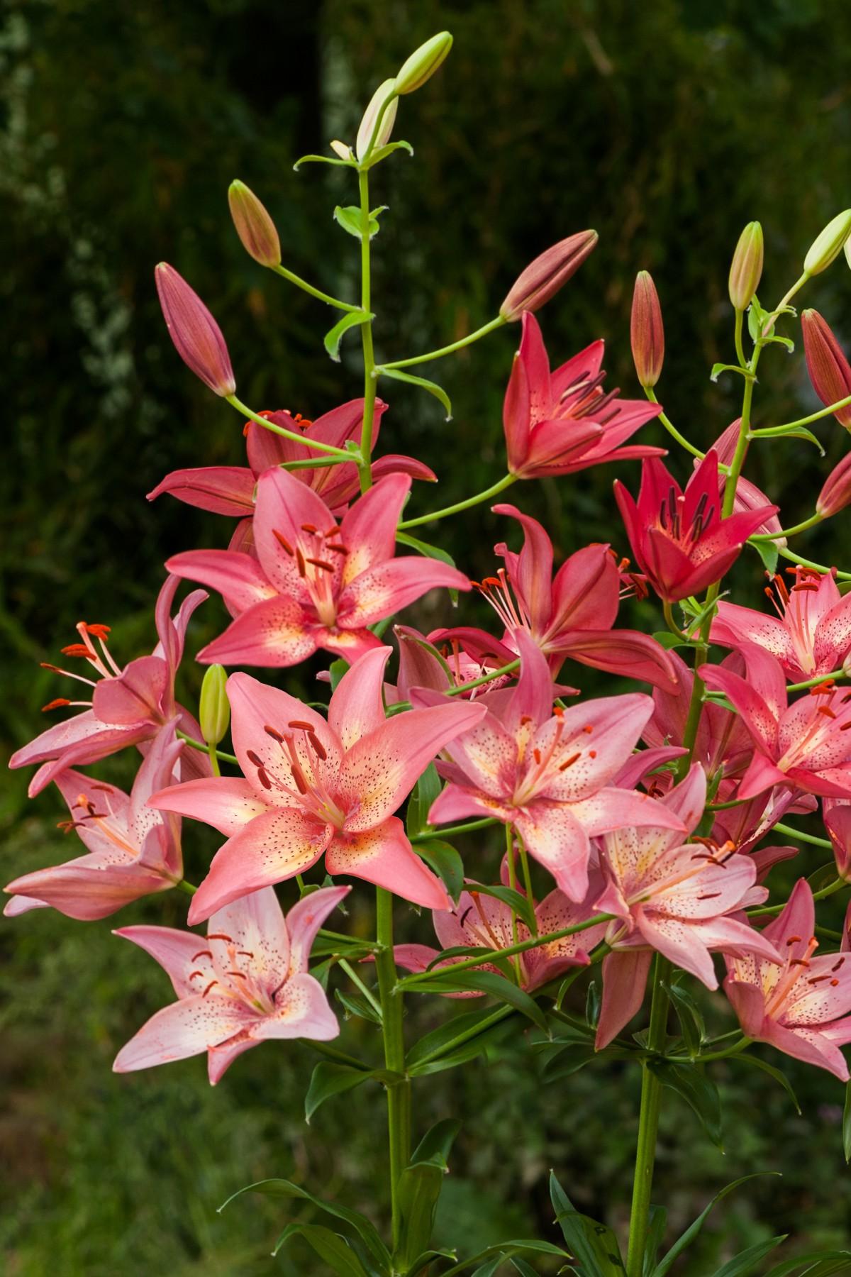 G6601 Lilium Asiaticum Trogon - View 3 from www redcrocus com