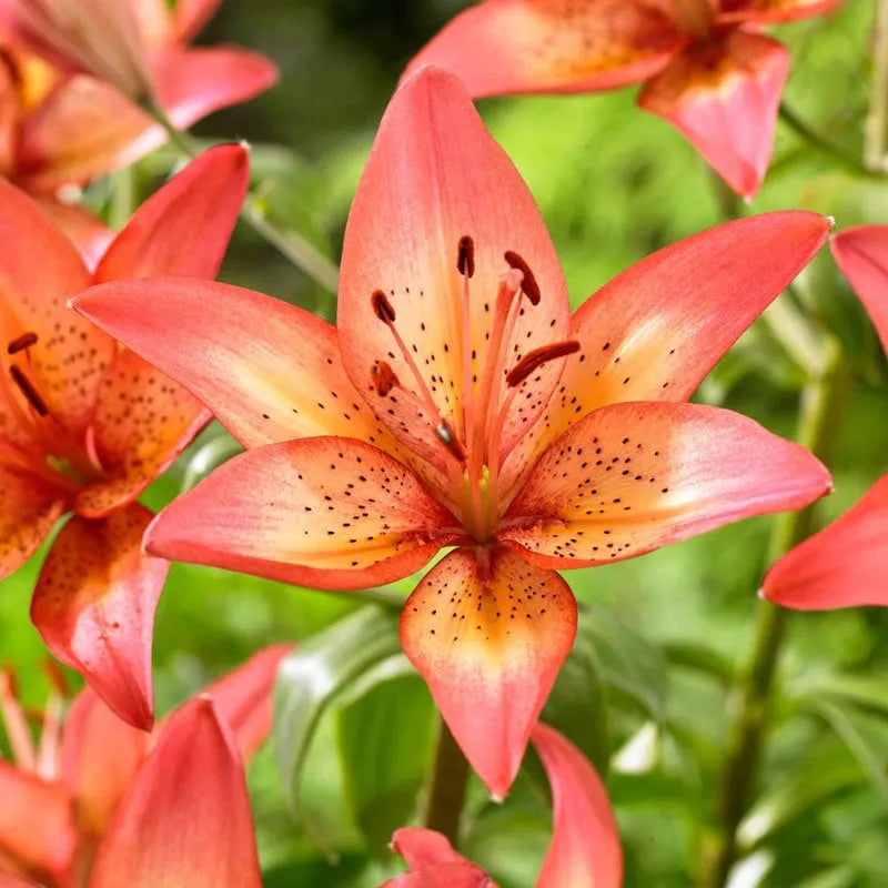G6601 Lilium Asiaticum Trogon - View 3 from www redcrocus com