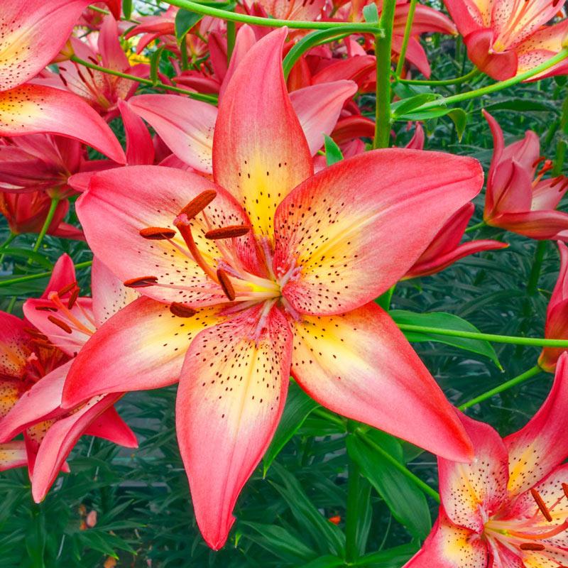 G6601 Lilium Asiaticum Trogon - View 6 from www redcrocus com