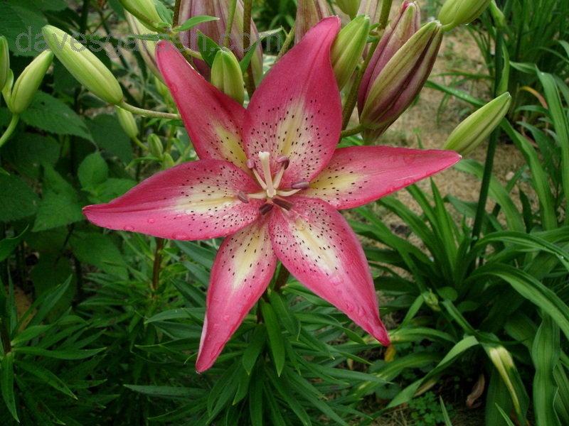 G6601 Lilium Asiaticum Trogon - View 7 from www redcrocus com