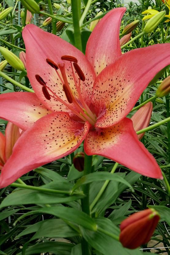 G6601 Lilium Asiaticum Trogon 8 D4b2c26a 8ec1 4310 B7d4 6494b5cfbb8d from www redcrocus com