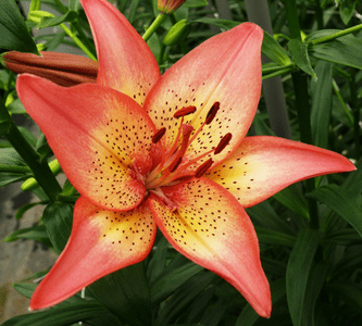 G6601 Lilium Asiaticum Trogon 9 3914e232 0992 45f9 9f3f Ba1b350eb816 from www redcrocus com