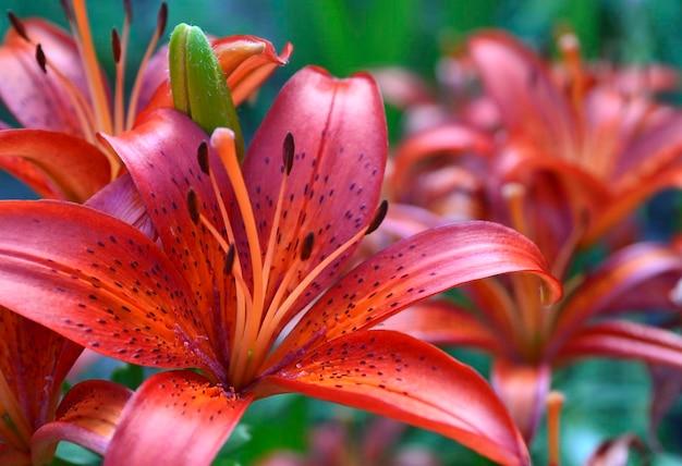 G6603 Lilium Asiaticum Red Matrix 10 5d7e63a1 950a 4e00 B107 Fdd8c6327a97 from www redcrocus com