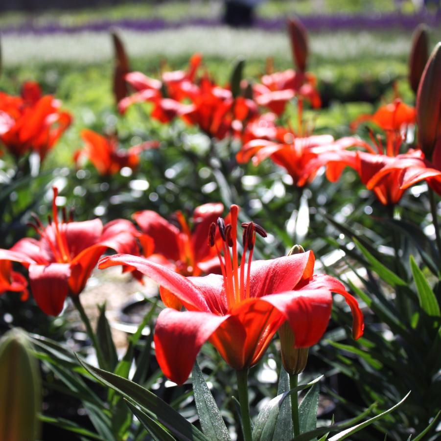G6603 Lilium Asiaticum Red Matrix 11 876e9447 A67c 476d Aa21 1a937c4214cf from www redcrocus com