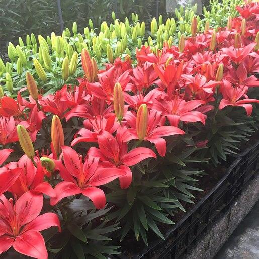 G6603 Lilium Asiaticum Red Matrix 12 30388000 9480 4ed0 A9f8 598de1c8ba89 from www redcrocus com
