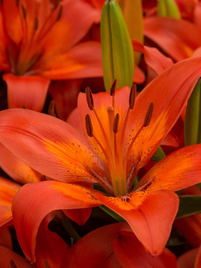 G6603 Lilium Asiaticum Red Matrix 14 4dbda4ed 0d0d 4a67 B97b 08b1a9d596f5 from www redcrocus com