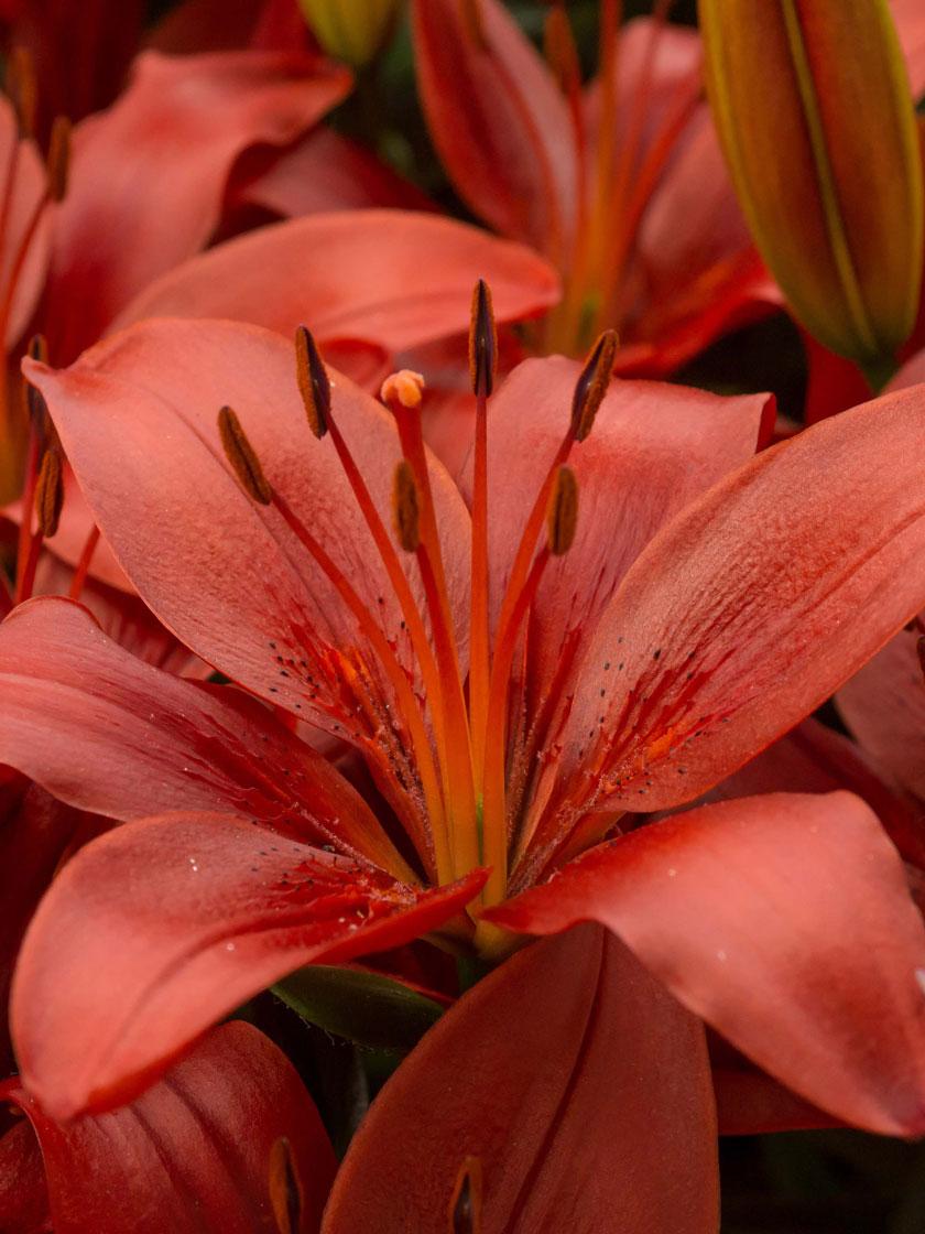 G6603 Lilium Asiaticum Red Matrix 15 7d52cb40 E99a 4794 A9a4 De4799bf9fd5 from www redcrocus com