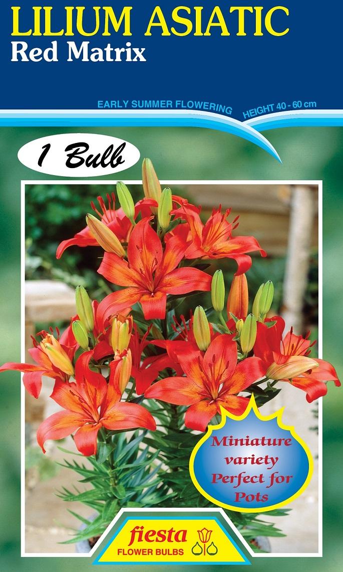 G6603 Lilium Asiaticum Red Matrix 16 78bb86c3 2c25 4013 9559 C40942ac5265 from www redcrocus com