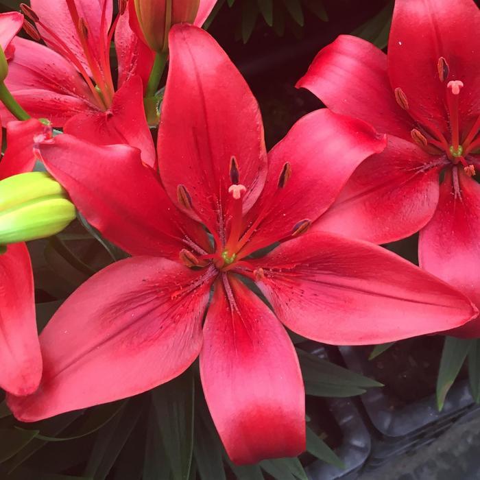 G6603 Lilium Asiaticum Red Matrix 1 0f11fdda 71fa 49d4 Bafe 20f50ccdf568 from www redcrocus com