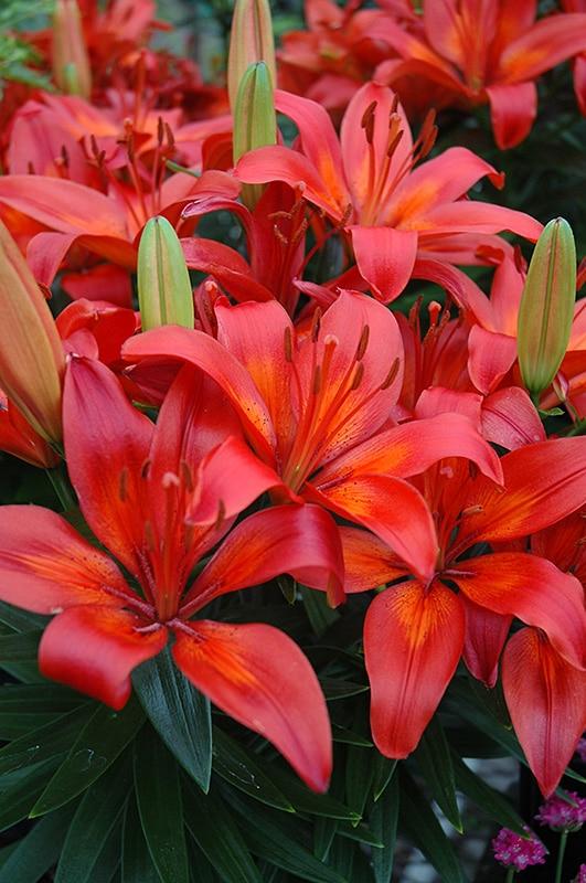 G6603 Lilium Asiaticum Red Matrix 2 B2f68358 84e0 403d 8ed8 80b9d5afb257 from www redcrocus com