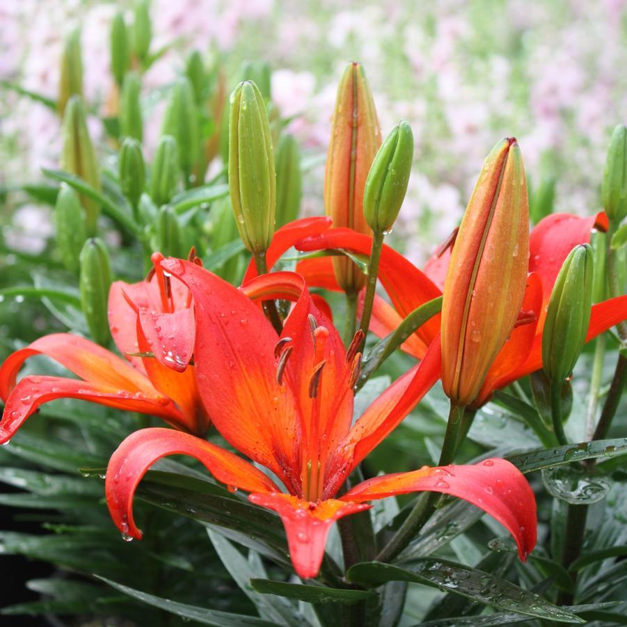 G6603 Lilium Asiaticum Red Matrix 3 Cc668c30 Beac 4ad6 A4ba Fc4251f9b8a7 from www redcrocus com