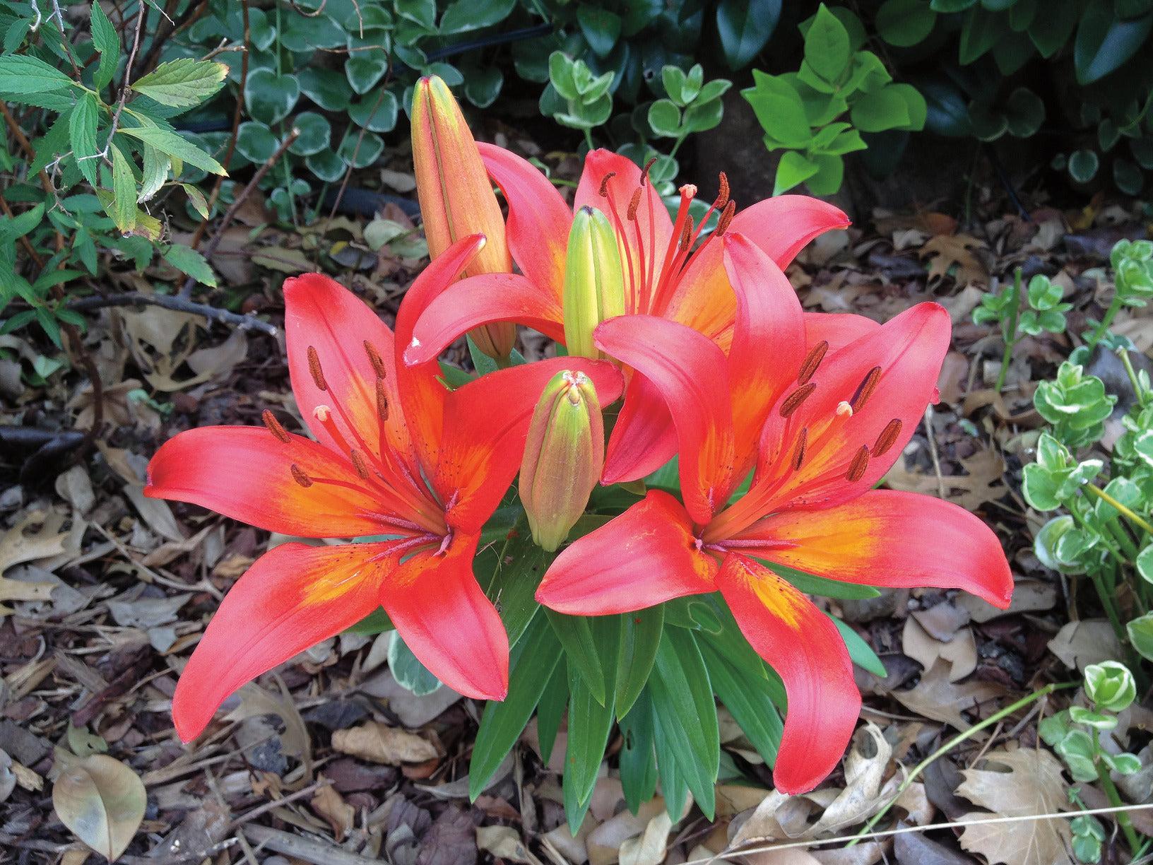 G6603 Lilium Asiaticum Red Matrix 4 Da89fc86 6a71 45b8 B389 7124d3a12f35 from www redcrocus com