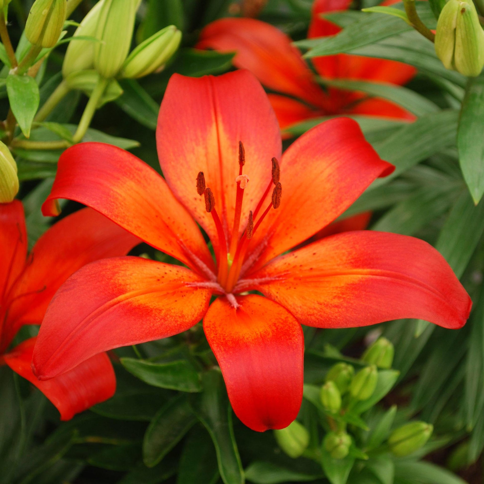 G6603 Lilium Asiaticum Red Matrix 5 A66eaf3c Ee59 4a00 9219 3295b9420189 from www redcrocus com