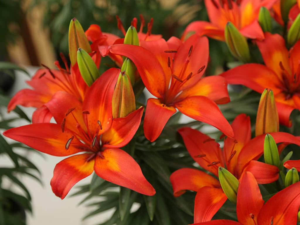 G6603 Lilium Asiaticum Red Matrix 7 A6f17186 13e0 4954 Af92 Ecd6e77dfcd5 from www redcrocus com