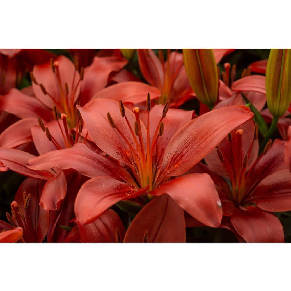 G6603 Lilium Asiaticum Red Matrix 8 D4021507 9cf3 49f9 8b4a B80deeba6b5c from www redcrocus com