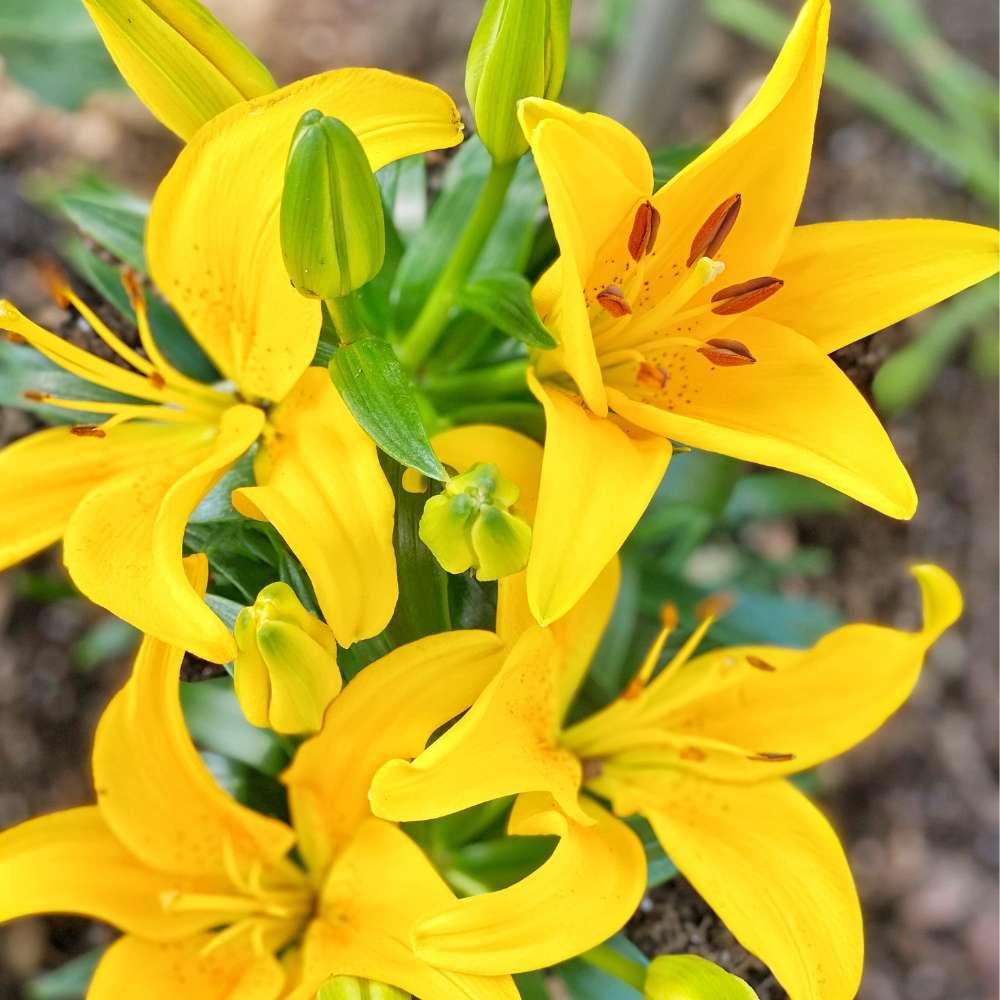 G6605 Lilium Asiaticum Ilse Yellow 10 0cc26524 534a 418e Ab55 662beb6ab889 from www redcrocus com