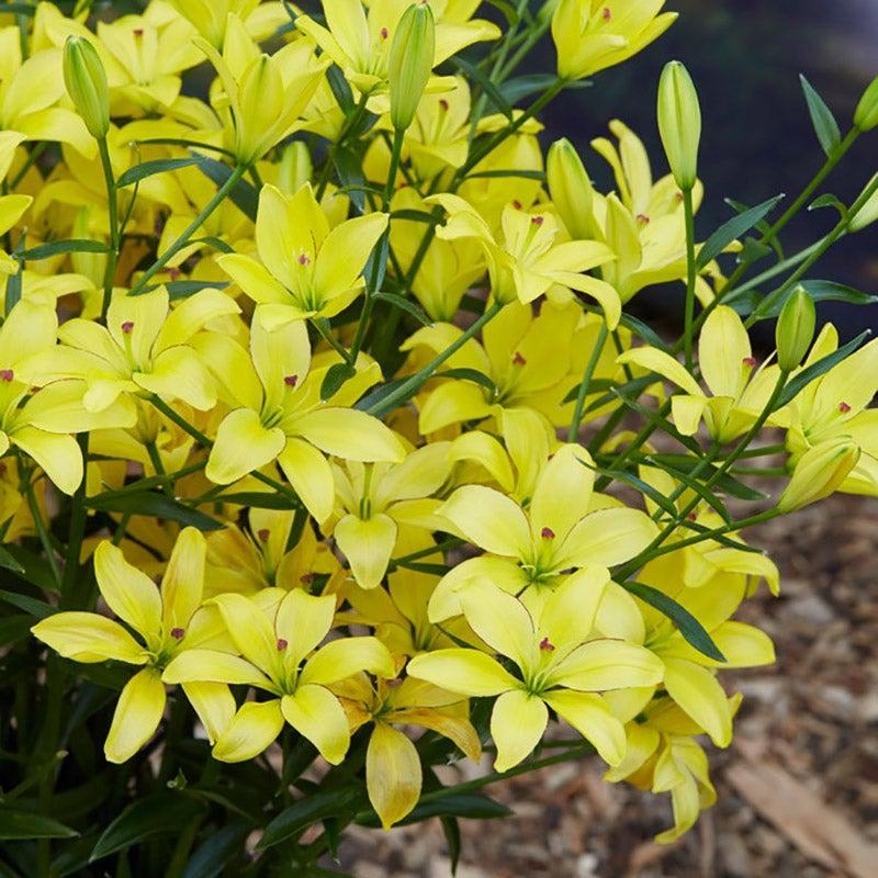 G6605 Lilium Asiaticum Ilse Yellow 11 F296a5d3 5778 4417 Aba0 687b1e92c4fa from www redcrocus com