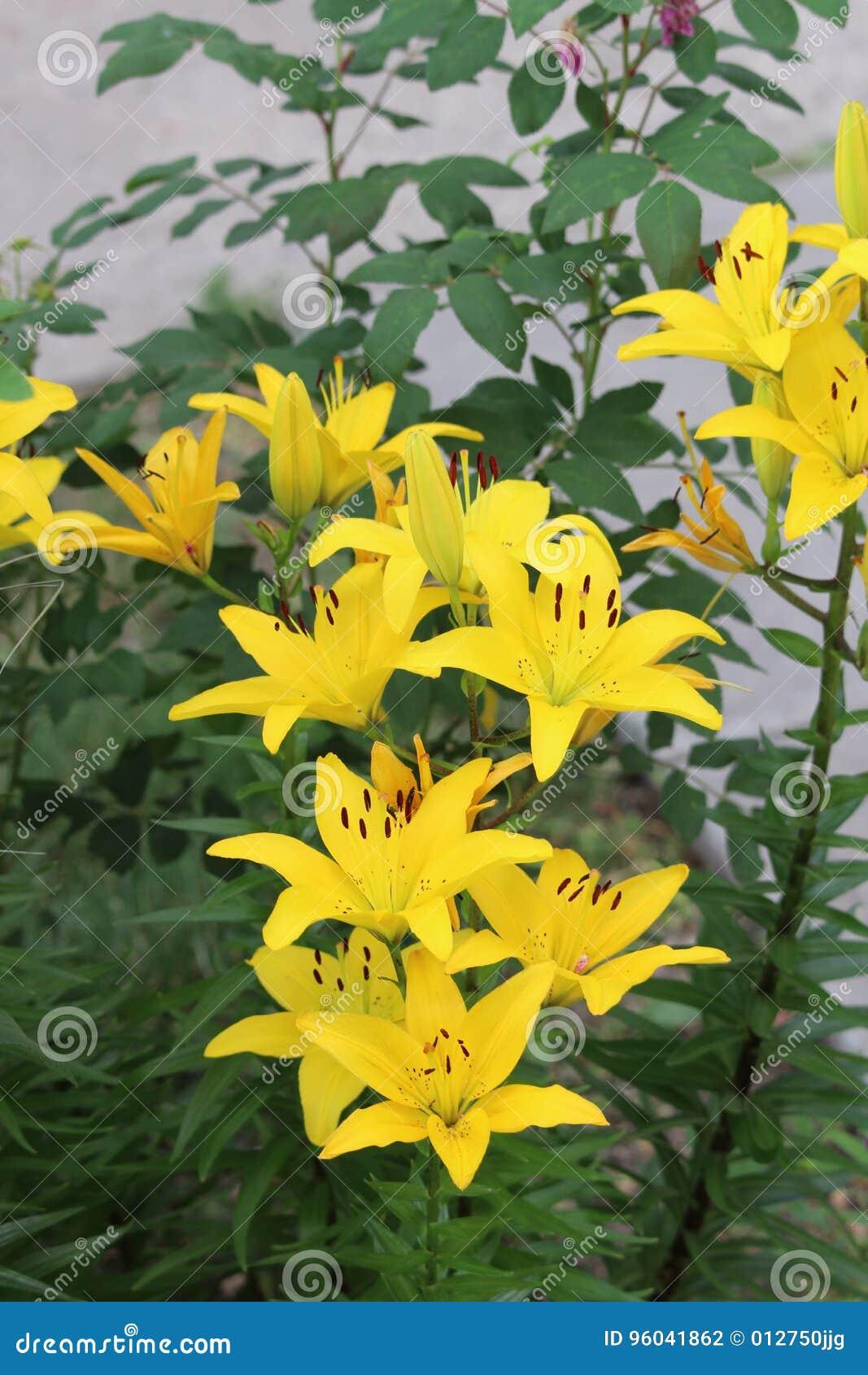 G6605 Lilium Asiaticum Ilse Yellow 12 919886de C120 4c74 97e1 Bb487f0cc0c6 from www redcrocus com