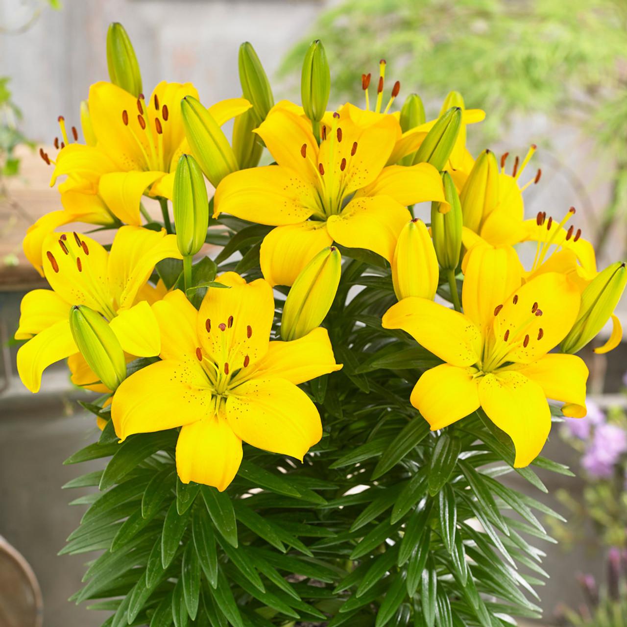 G6605 Lilium Asiaticum Ilse Yellow - View 14 from www redcrocus com