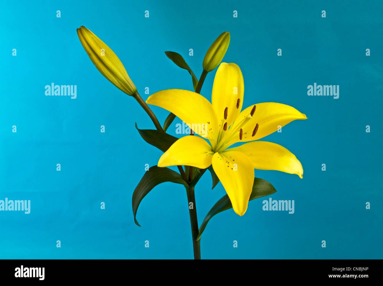 G6605 Lilium Asiaticum Ilse Yellow - View 17 from www redcrocus com