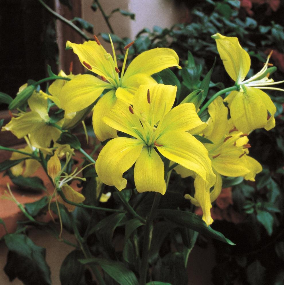 G6605 Lilium Asiaticum Ilse Yellow 18 E740fa2b A56c 487c 9b5f 35ab9ec24d48 from www redcrocus com